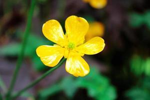 bright yellow flowers against green blur background photo