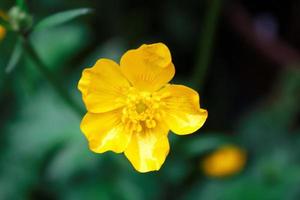 bright yellow flowers against green blur background photo