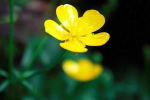 bright yellow flowers against green blur background photo