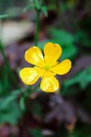 bright yellow flowers against green blur background photo