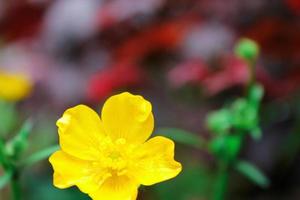 flores de color amarillo brillante contra el fondo verde borroso foto