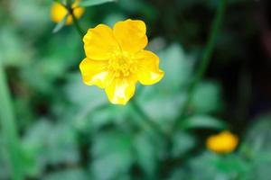 bright yellow flowers against green blur background photo