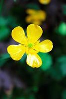 bright yellow flowers against green blur background photo