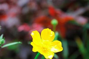 flores de color amarillo brillante contra el fondo verde borroso foto