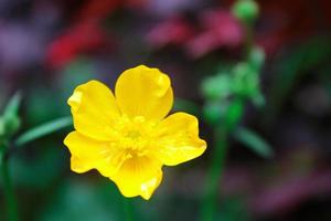 flores de color amarillo brillante contra el fondo verde borroso foto