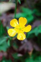 bright yellow flowers against green blur background photo