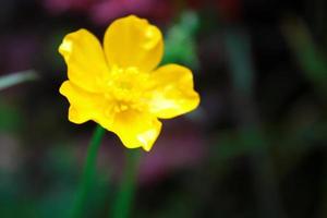 bright yellow flowers against green blur background photo