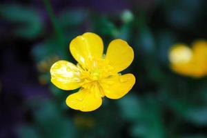 bright yellow flowers against green blur background photo