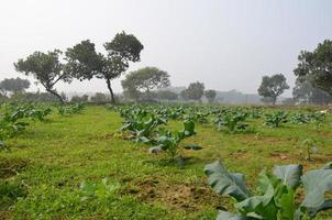 Village in the field photo