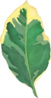 illustration de peinture gouache belle feuille verte isolée png
