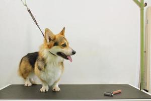 Funny corgi welsh pembroke with safety belt standing on dog grooming table in salon. Proffesional service, pet care, wellness, spa, hygiene, beauty of animals concept. Close-up photo