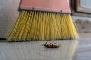 dead cockroach sweep with broom photo
