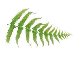 Green fern isolated on white background. photo