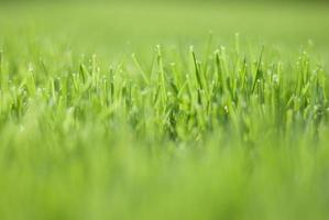 Green grass in sunset light, blurred background. Place for your text photo