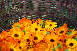 Harvested calendula flowers in a wicker basket, close-up photo