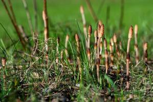 Equisetum. Young sprout of horsetail breaking out of the ground in spring photo