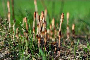 Equisetum. Young sprout of horsetail breaking out of the ground in spring