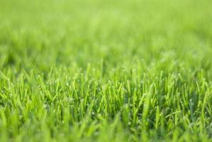 Green grass in sunset light, blurred background. Place for your text photo