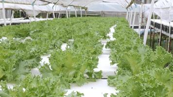 vista de la ensalada de verduras en la granja de verduras moderna, granja de verduras orgánicas hidropónicas. comida sana natural organica video