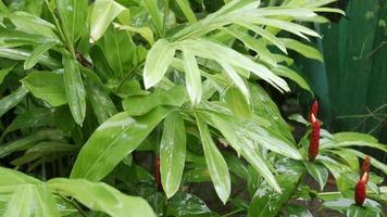 primer plano de la lluvia en las hojas de los árboles en el bosque verde jugoso, selva tropical, con enfoque selectivo belleza verde en la naturaleza primavera, tormenta de lluvia video