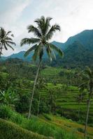 Beautiful view of rice terraces with a palm trees photo