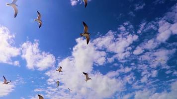 pájaros voladores gaviotas en la hermosa isla de holbox beach sandbank mexico. video