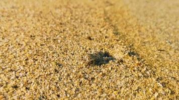 mycket liten sand strand krabba krabbor springa gräv runt om på strand. video