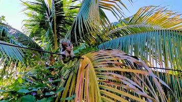 Squirrel sits on palm tree eats and runs away Mexico. video