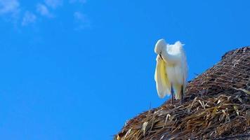 grande aigrette blanche héron oiseau bleu ciel fond holbox mexique. video