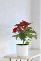 Pot with a home plant on a light background. A plant with red and green leaves. photo