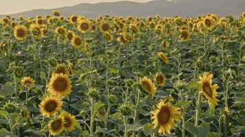 girasoli che ondeggiano al vento lento nel campo video