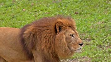 lion mâle africain video