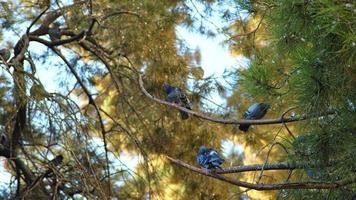 selvaggio uccello arroccato su albero ramo video