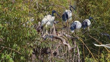 selvaggio uccello arroccato su albero ramo video