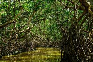 río en el bosque con árboles de mangle foto