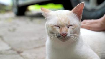 gatos blancos acariciados en la espalda por una mujer. de cerca. video