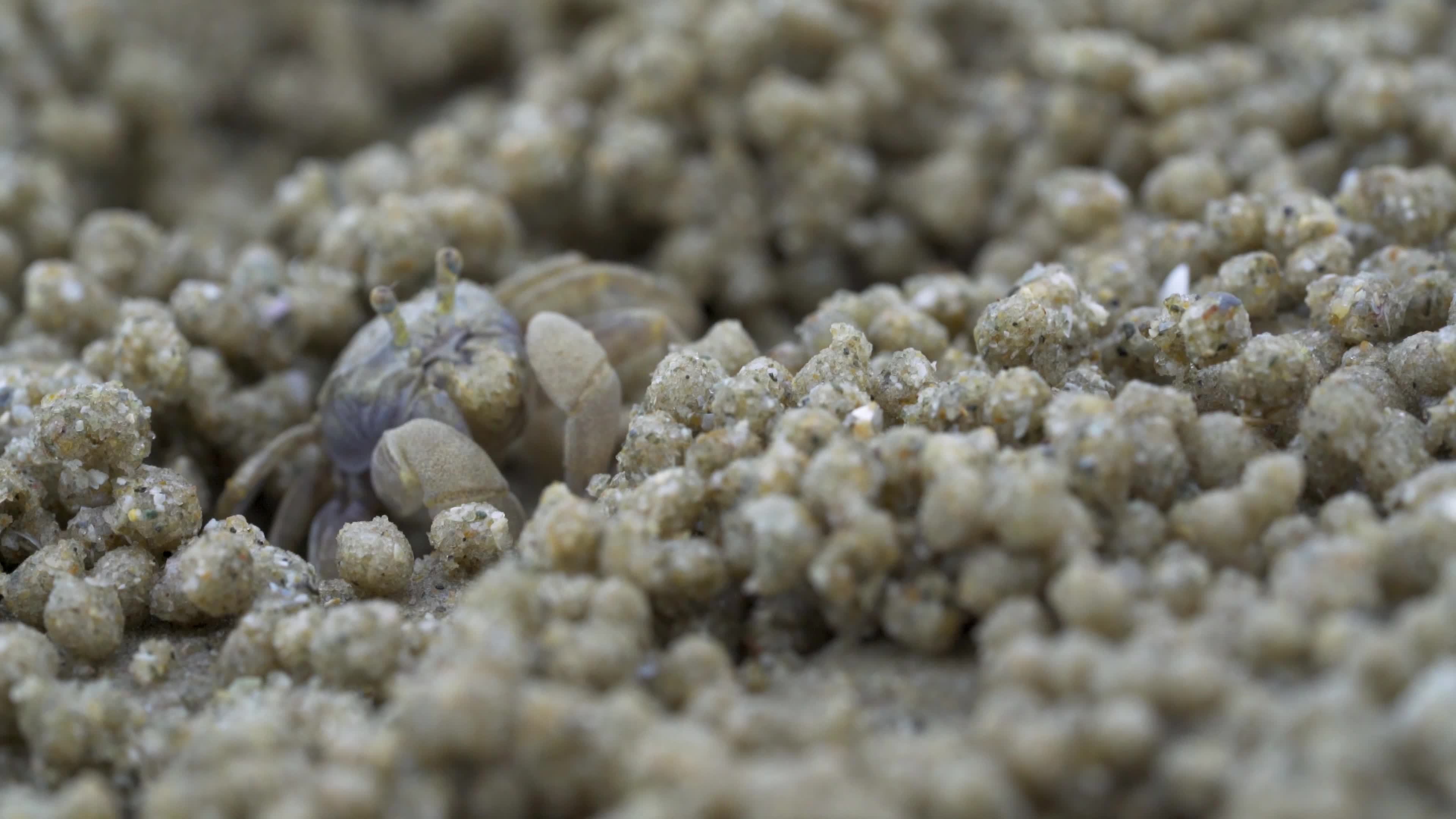 Discover The Truth About Eating Sand Crabs - ne90n35