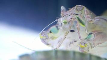 bönsyrsa räka eller squilla empusa grön ögon närbild. squilla empusa är en arter av bönsyrsa räka hittades i kust områden av de Västra atlanten hav. video