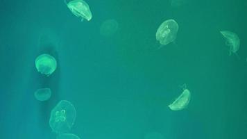 grupo de medusas lunares flotando en una piscina de acuario. aurelia aurita en el océano profundo. video
