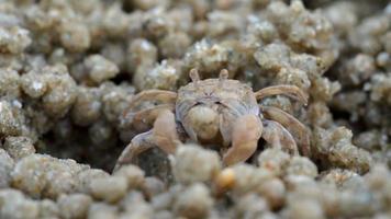 macro van soldaat krab maakt ballen van zand terwijl aan het eten. soldaat krab of mictyris is klein krabben eten humus en klein dieren gevonden Bij de strand net zo voedsel. video