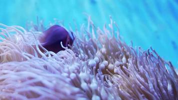 Nahaufnahme von orangefarbenen Nemo-Fischen mit dem Anemonenhintergrund. video