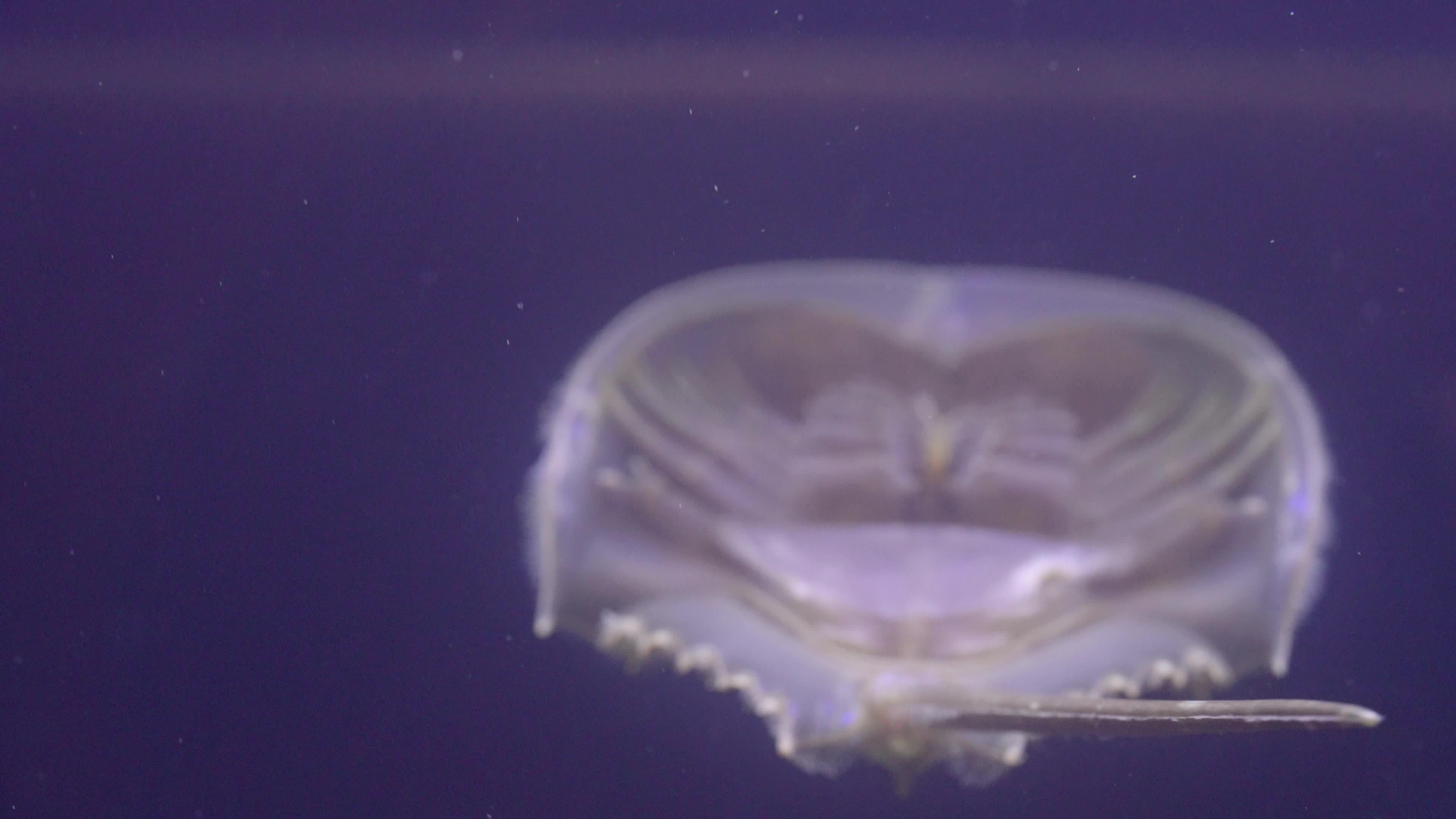 Horseshoe Crab swimming in the water Closeup. 14396950 Stock Video at