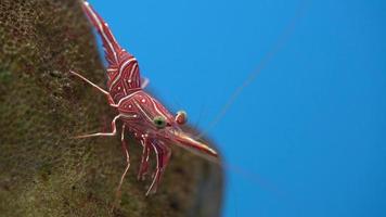 gros plan de crevettes dansantes marchant sous l'eau sur fond bleu. les crevettes dansantes sont des crevettes rouges avec de belles couleurs fraîches sont populaires dans l'aquarium video