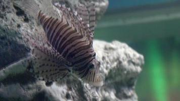 vicino su di rosso pesce leone nuoto. video