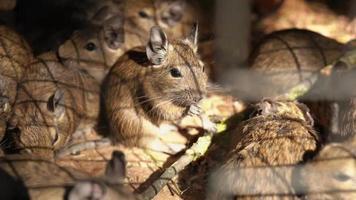 A lot of rodents in captivity in the zoo running around locked up. House rats trapped inside and cornered in metal mesh mouse trap cage - pest control. Curious animals look at the camera on sunny day. video