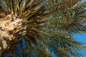 Palm tree seen from below. Horizontal image. photo