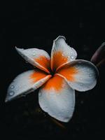 Frangipani flower in dark photo