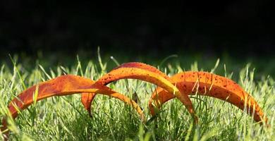 Close up of three red colored leaves of peach tree lying on a green meadow with dew in autumn. photo