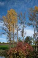 Autumn shot of birch trees whose leaves have turned yellow. In the background the blue sky with white clouds. Other trees are bare. The image is in portrait format. photo