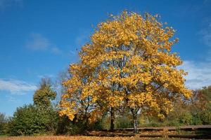 A large yellow deciduous tree is brightly colored in autumn. The sky is blue with clouds. The ground is covered with foliage. Bushes and low trees in green color grow behind the tree. photo